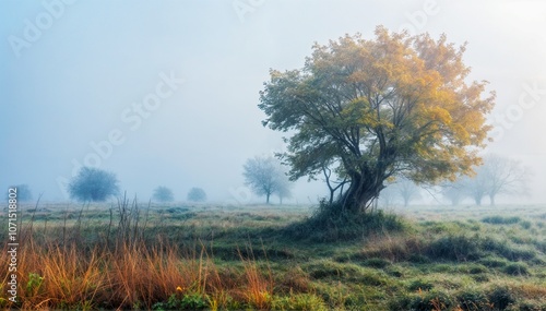 Mysterious Foggy Forest with Twisted Trees