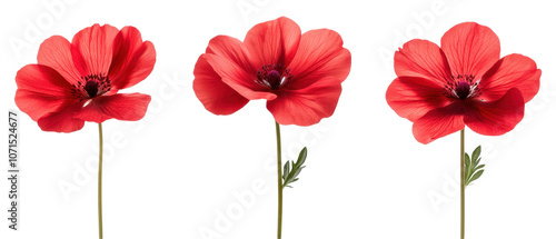 Three vibrant red flowers with delicate petals and green stems.