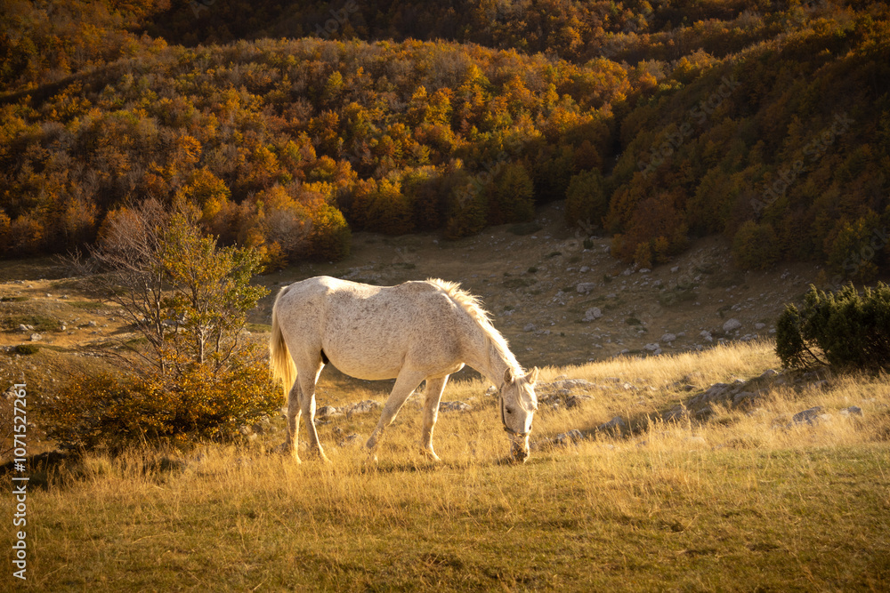 Obraz premium White horse in the autumn forest