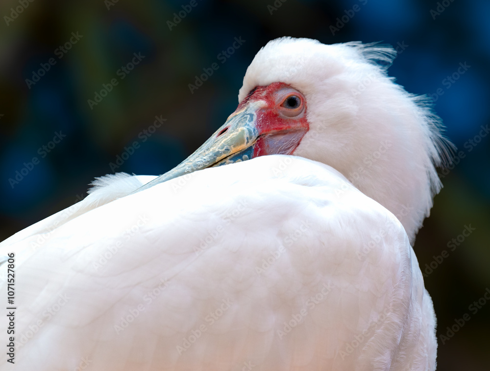 Warzęcha Czerwonolica - Platalea Alba