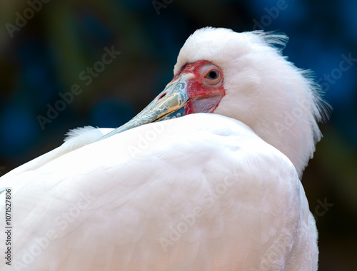 Obraz na płótnie Warzęcha Czerwonolica - Platalea Alba w salonie