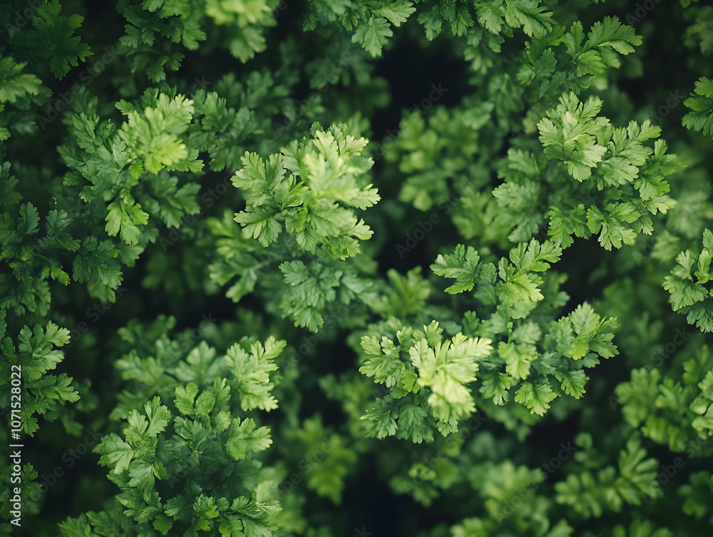 Photo Lush Green Parsley Leaves Background Texture Photo Lush Green Parsley Leaves Background Texture