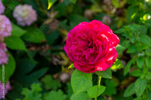 Wallpaper Mural pink rose in garden Torontodigital.ca