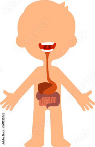 Educational illustration of a child s digestive system, highlighting the stomach, intestines, and esophagus, providing a simplified visual aid for understanding human anatomy