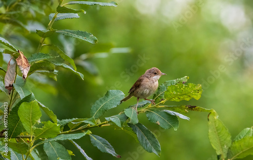 Common Whitethroat(Silvia communis) in summer on willow branch photo