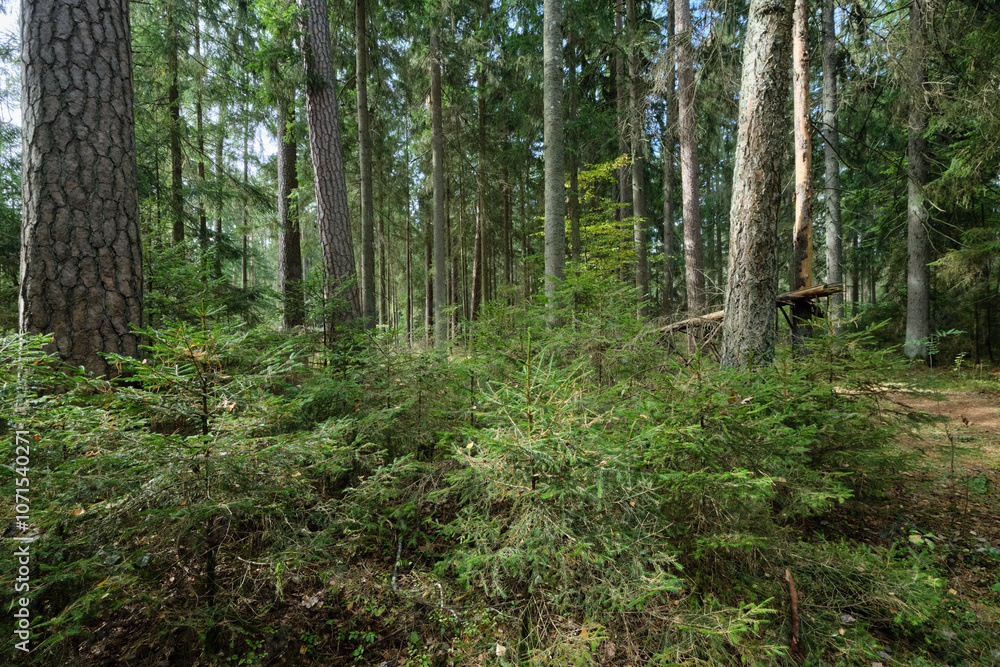 Fototapeta premium Autumnal coniferous tree stand with moss covered trees and broken ones