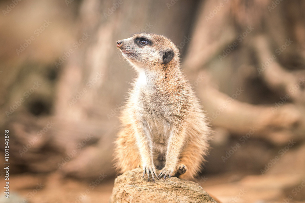 Fototapeta premium Meerkat on a rock