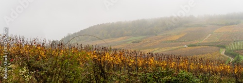 Ambiance matinale en Alsace : exploration du terroir viticole du pays de Ribeauvillé, Pays de Ribeauvillé, Alsace, CEA, France
