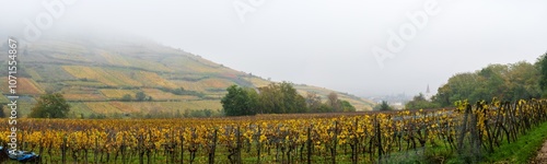 Brouillard sur le vignoble d’Ammerschwihr : un panorama automnal, Alsace, CeA, Grand Est photo