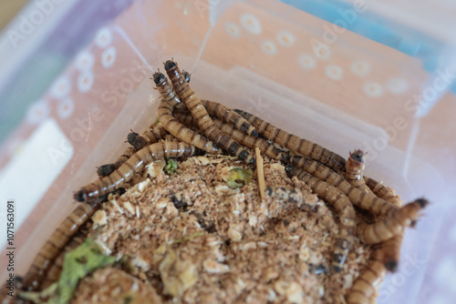 Shallow depth of field (selective focus) details with superworms (Zophobas morio) in a plastic box photo