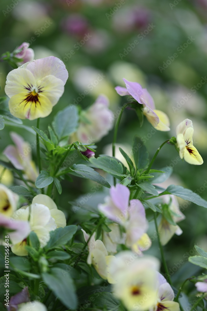 Obraz premium パンジー