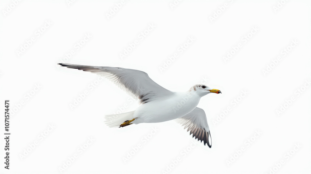 High-Quality Stock Photo of Seagull Isolated on White Background - Perfect for Wildlife and Nature Projects High-Quality Stock Photo of Seagull Isolated on White Background - Perfect for Wildlife and Nature Projects