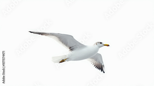 High-Quality Stock Photo of Seagull Isolated on White Background - Perfect for Wildlife and Nature Projects