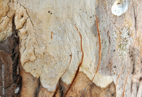 Eucalyptus tree bark texture, Bark of eucalyptus tree, seamless texture, a eucalyptus tree bark texture background image photo