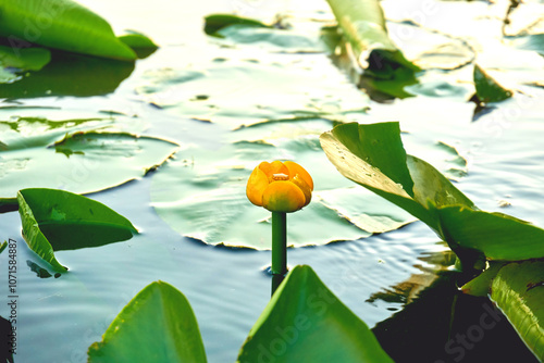 Bud tender yellow water lilies Nymphaea on large dark green leaves photo