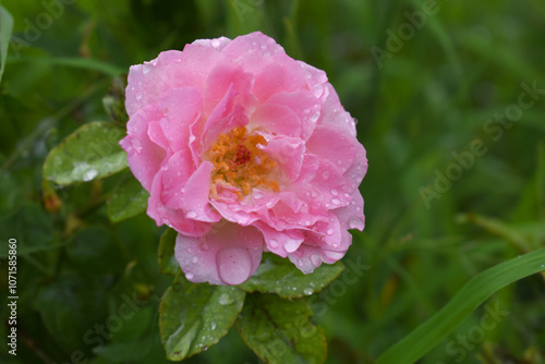 Beautiful pink rose flower closeup in garden, A very beautiful rose flower bloomed on the rose tree, Rose flower, bloom flowers, Natural spring flower, Nature