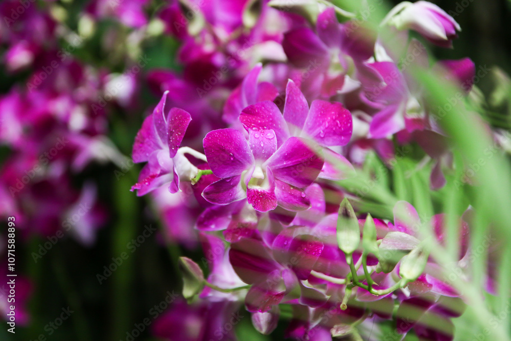 Elegant Purple Orchid in Singapore Botanical Garden Elegant Purple Orchid in Singapore Botanical Garden