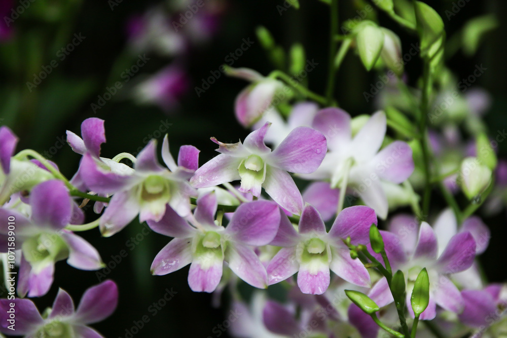 Fototapeta premium Elegant Purple Orchid in Singapore Botanical Garden