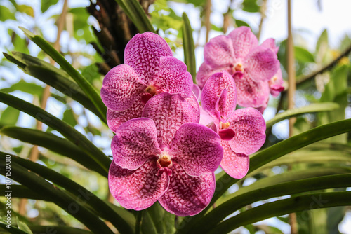 Delicate Pink Orchid Flowers in Singapore Botanical Garden