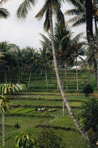 Palm trees and rice fields