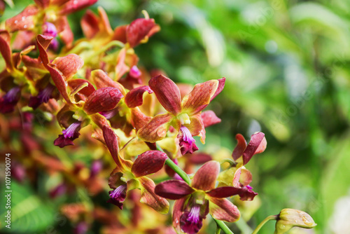 Radiant Orange Orchids in Singapore Botanical Garden