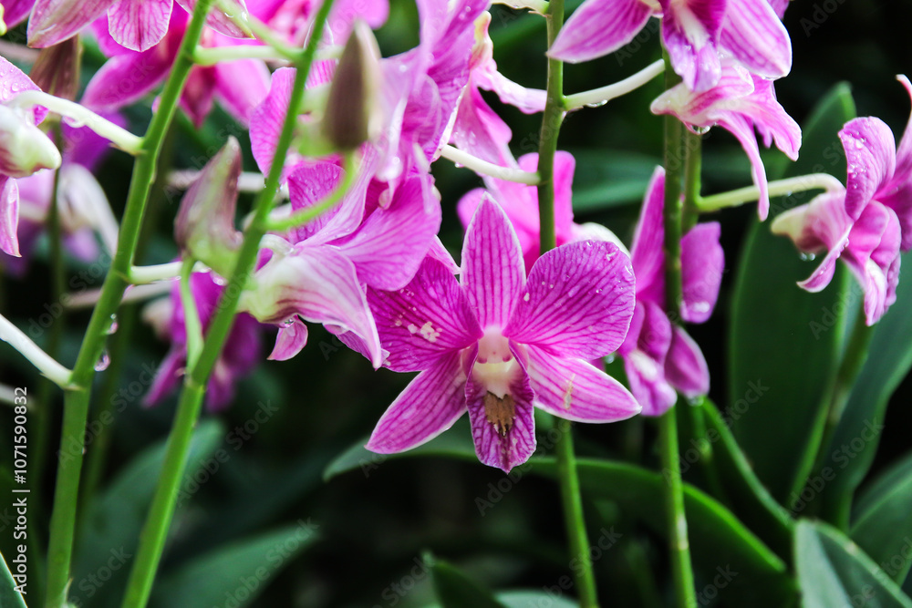 Fototapeta premium Delicate Pink Orchid Flowers in Singapore Botanical Garden