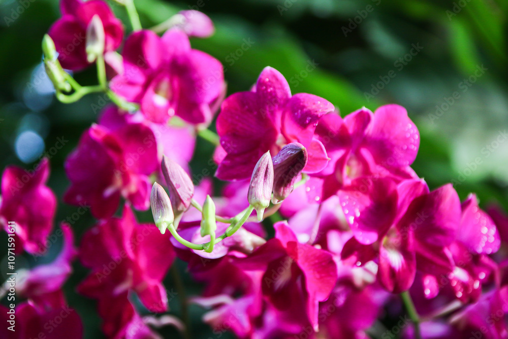 Fototapeta premium Exquisite Yamamoto Dendrobium Hybrid Orchids Display