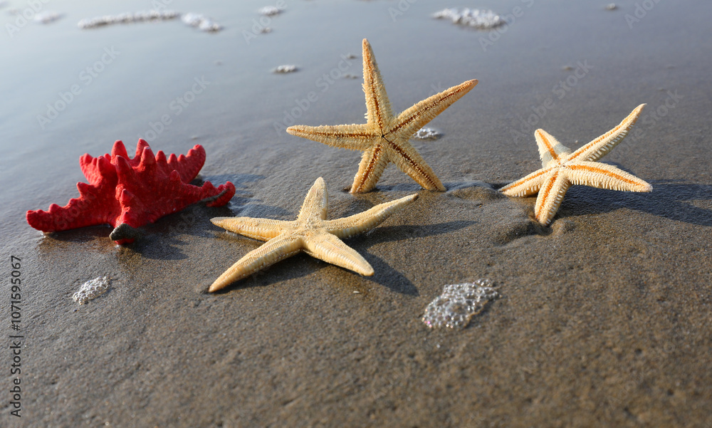 four starfish on seashore by sea ideal for summer vacation background four starfish on seashore by sea ideal for summer vacation background