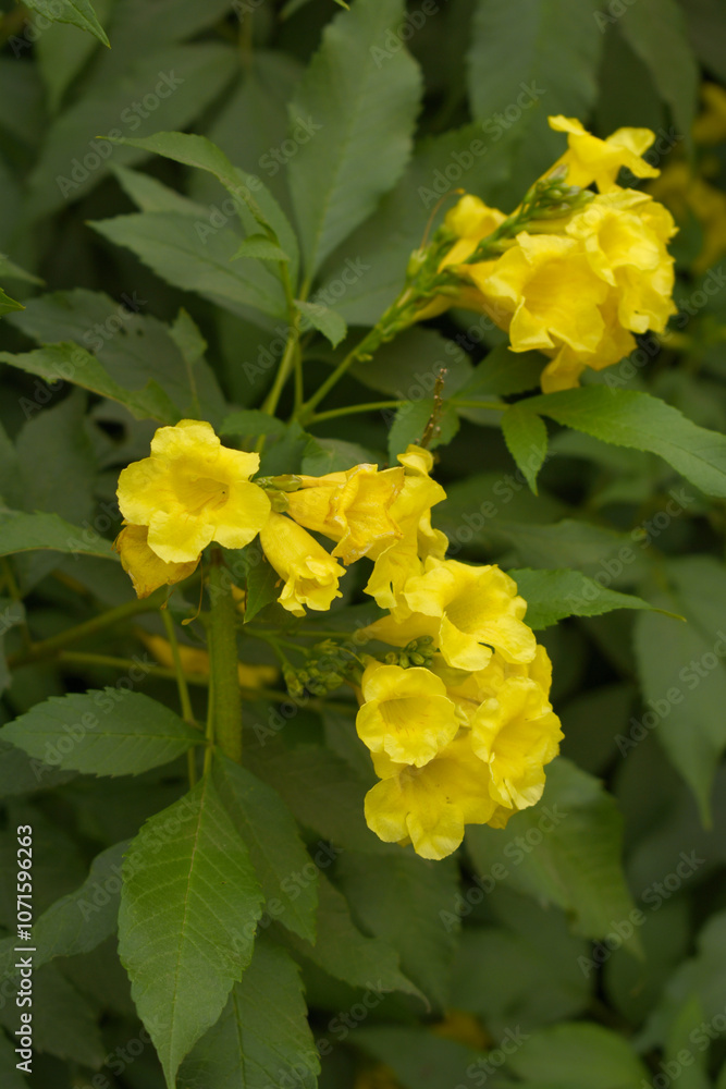 Obraz premium Yellow trumpetbush (Tecoma stans) Called Yellow bell or Yellow Elder Flower, trumpet flower, Beautiful bunch of yellow flowers closeup with green leaves Background, tecoma stans