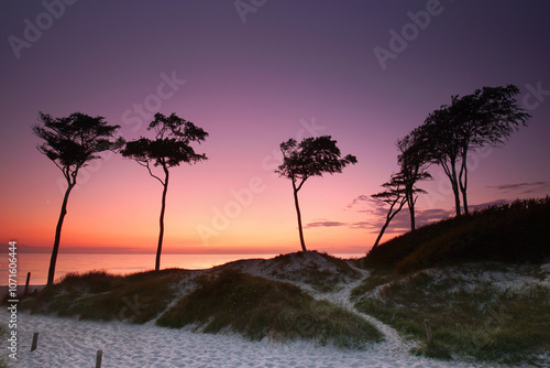 Fototapeta Naklejka Na Ścianę i Meble -  sunset on the beach with trees shaped by the wind at the sea