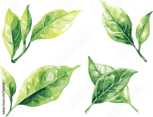 Watercolor Green Tea Leaves Set. Vector illustration isolated on white background