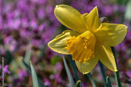 Yellow daffodils in a flowerbed of purple flowers photo