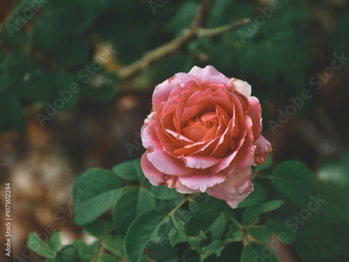 Wallpaper Mural Pink rose close-up against the background of green foliage lit by natural sunlight. Beautiful flowering plants in the summer garden. Torontodigital.ca