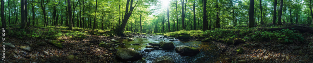 serene forest panorama featuring lush green trees and gentle stream flowing over smooth stones, creating peaceful natural setting