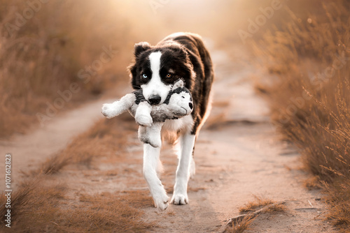 Border Collie with stuffed animal outdoor nature sundown natural light orange canine