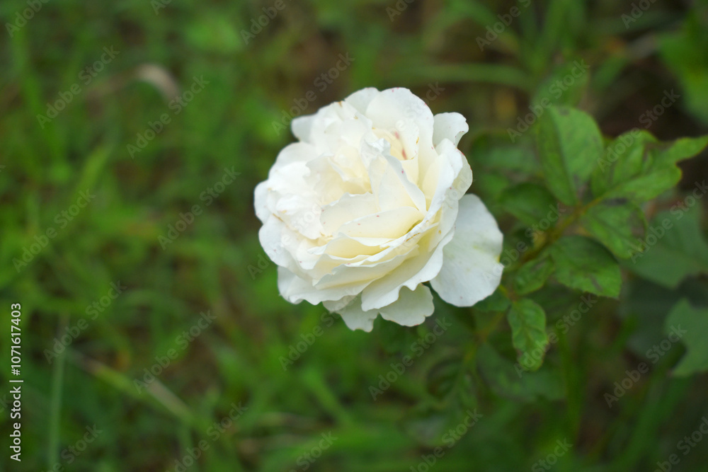 Beautiful White rose flower closeup in garden, A very beautiful rose flower bloomed on the rose tree, Rose flower, bloom flowers, Natural spring flower, Nature Beautiful White rose flower closeup in garden, A very beautiful rose flower bloomed on the rose tree, Rose flower, bloom flowers, Natural spring flower, Nature