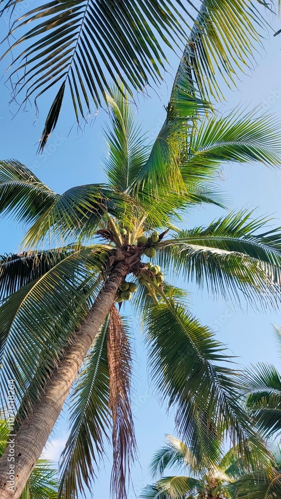 Fototapeta premium Serene Tropical Palm Tree with Coconuts Against Blue Sky