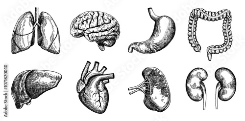 Human anatomy body internal organs engraved illustrations set. Hand drawn sketch, brain, lungs, heart, liver, kidneys, colon, stomach, and bladder. Anatomy, surgery. Vector illustration