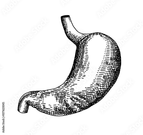Human stomach. Vector hand drawn sketch illustration. Old hand drawn engraving imitation. Stomach illustration