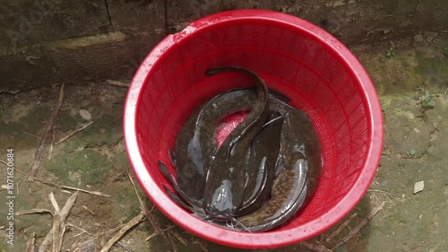 Big Catfish in Red bucket for sale