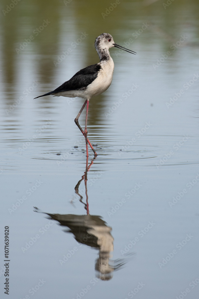 Fototapeta premium Black Winged Stilt From Camarque Regional Park, France