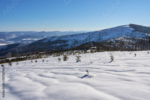 Snowy slope of Barania Gora peak at Silesian Beskid on Bialy Krzyz in Poland