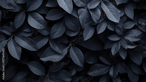 Wallpaper Mural A close-up of dark leaves creates a lush, textured background Torontodigital.ca
