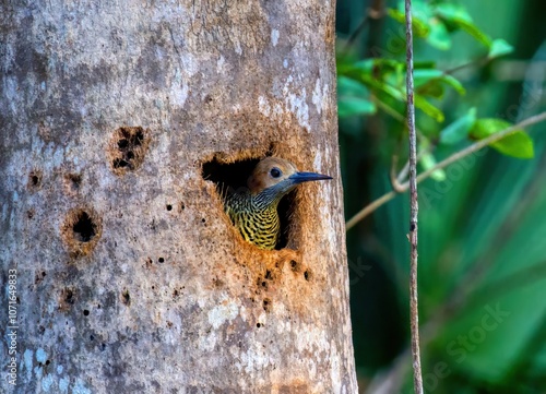 Kubaspecht - Colaptes Fernandinae photo