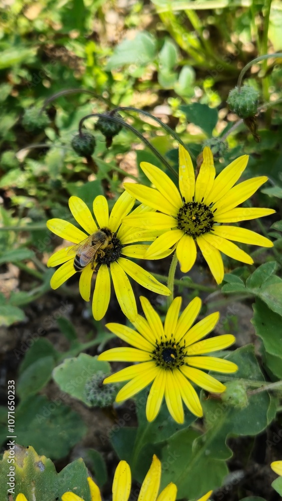 Obraz premium yellow flowers with bee
