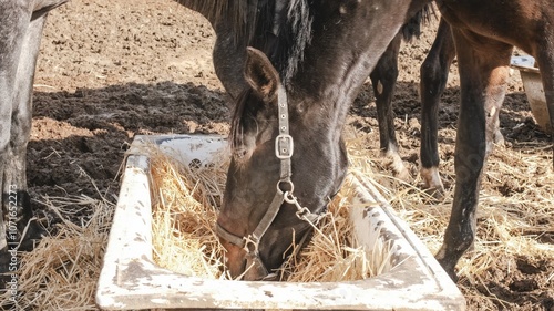 Horse eating hay in a makeshift trough in muddy paddock