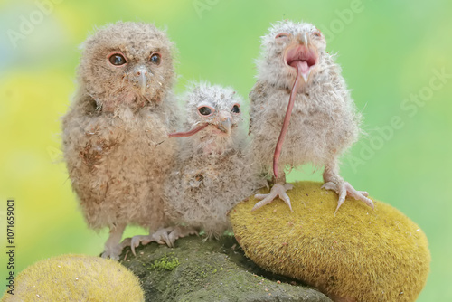 Three young Javan scops owls are feeding on earthworms on a rock covered with moss. This nocturnal bird has the scientific name Otus lempiji. photo