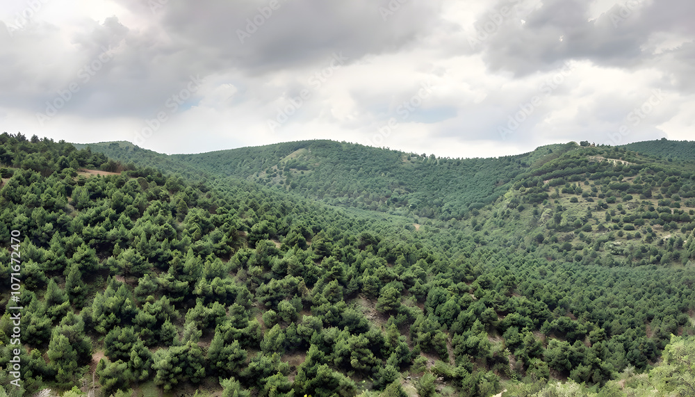 Fototapeta premium Ajloun Forest Reserve’s Dense Greenery