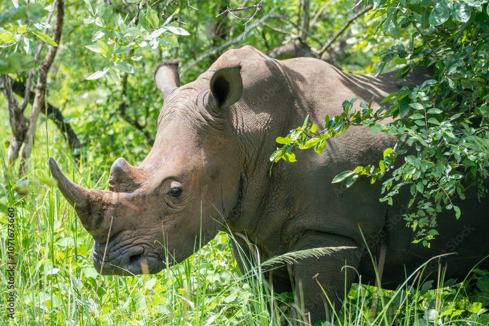 Fototapeta premium A rhinoceros is standing in the grass in the woods, Ziwa Rhino Ranch, Uganda