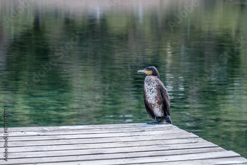 Cormorant in Alps, Slovenia photo